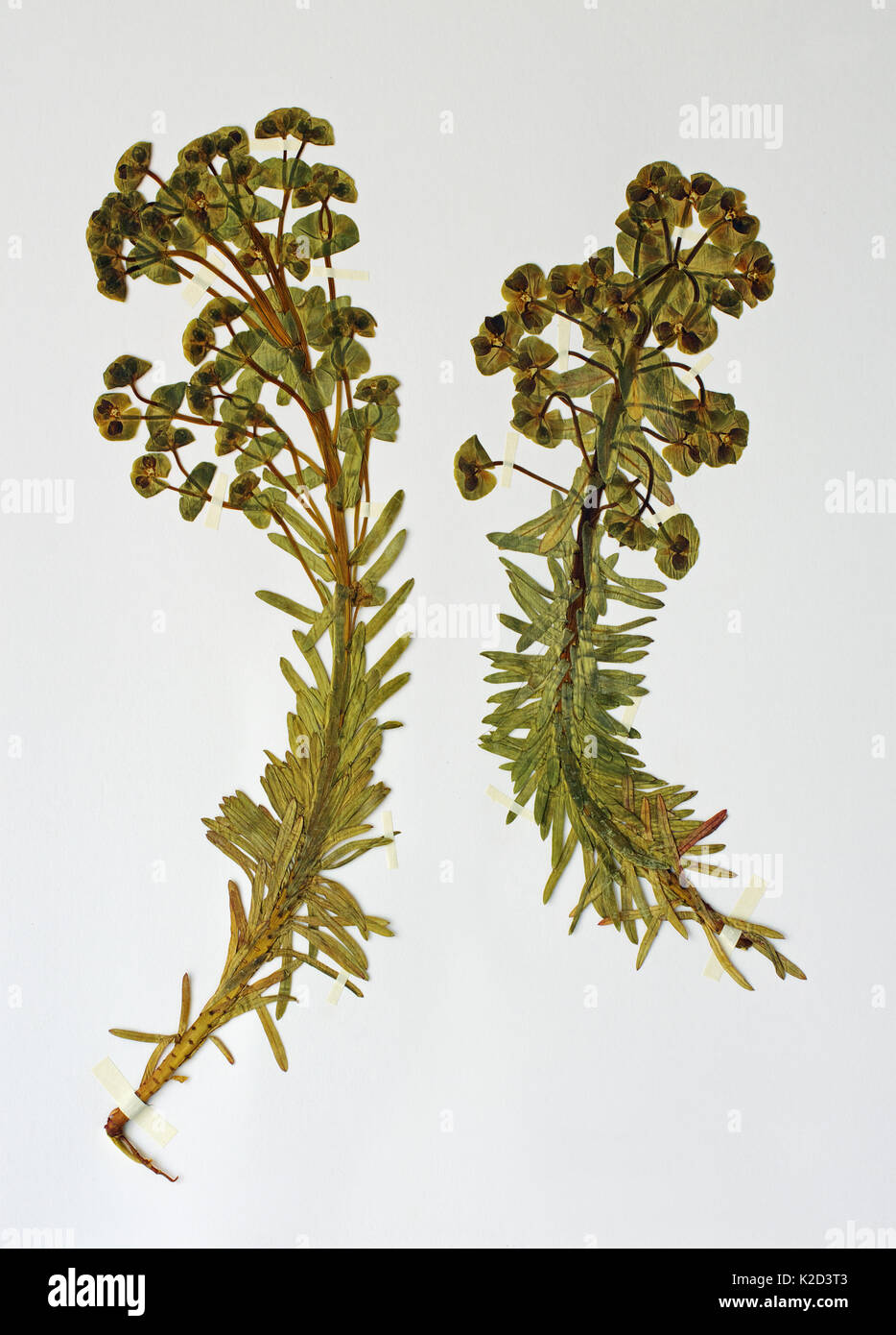 this is Euphorbia paralias, the Sea spurge, from the family Euphorbiaceae Stock Photo