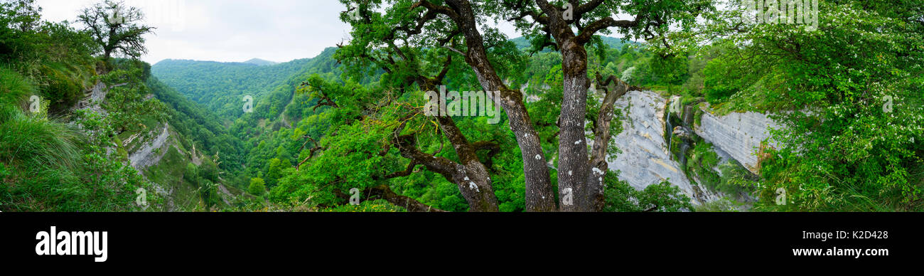 View past tree of wooded valley with the Gujuli waterfall in the distance, Gorbeia Natural Park, Alava, Basque Country, Spain, May 2015. Stock Photo