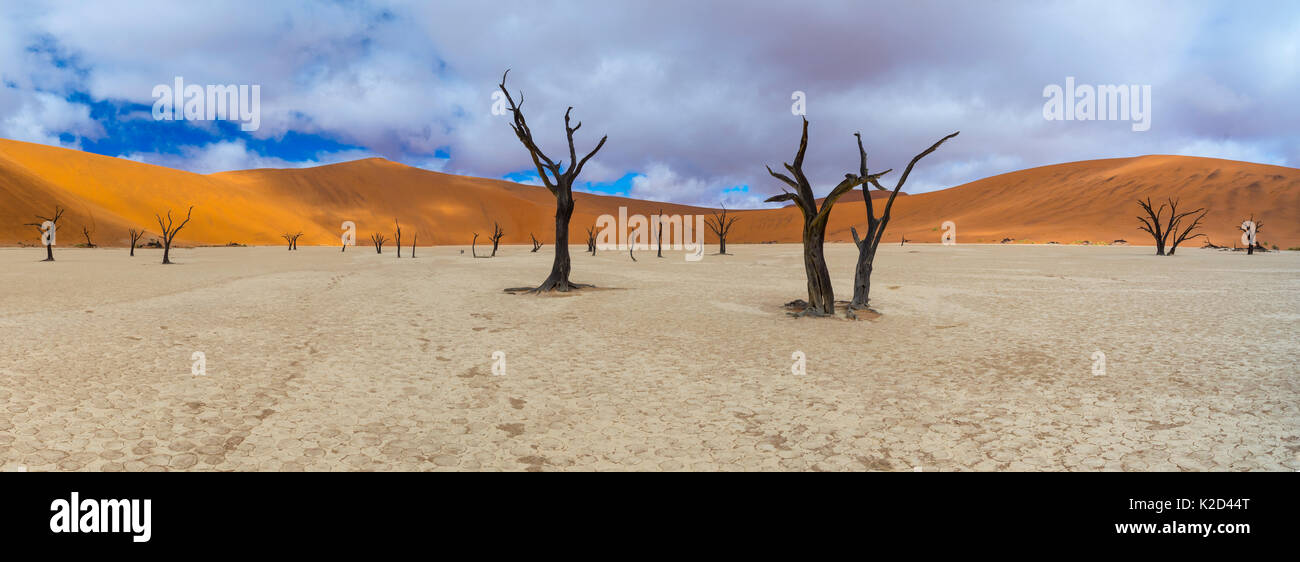 Dead Camel thorn trees (Vachellia / Acacia erioloba) with distant sand dunes, Deadvlei, Namib-Naukluft National Park, Namibia, Africa, June 2015. Stock Photo