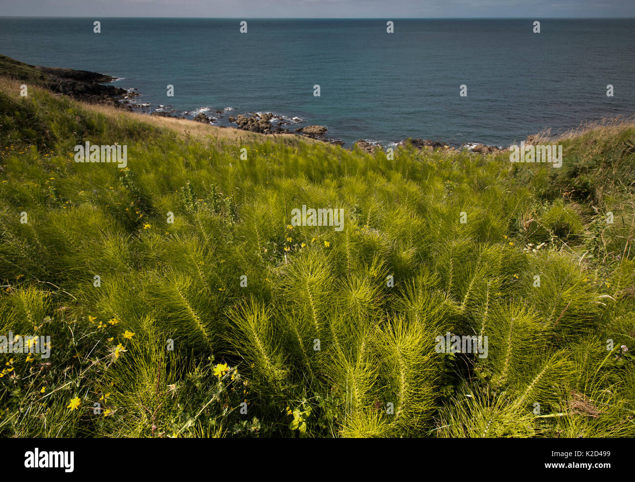 Common Horsetail (Equisetum arvense) growing on the Llyn Peninsular coast, near Nefyn, North Wales Stock Photo