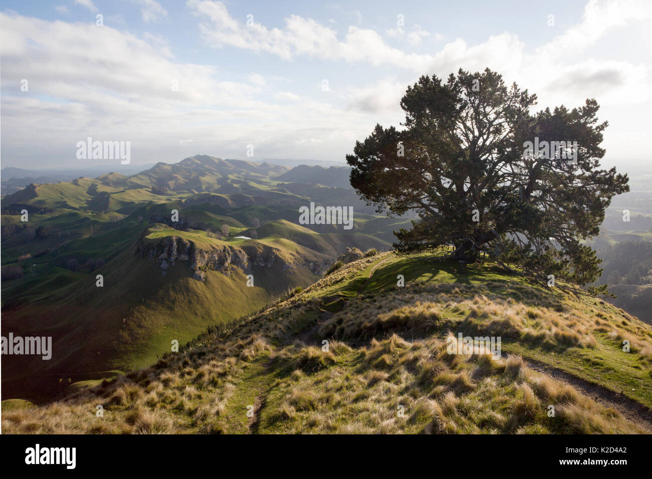View to the South from Te Mata Peak, past a big old Monterey pine (Pinus radiata) tree, with the hills dappled in sunshine and shade, Te Mata Peak, Hawkes Bay, New Zealand, September 2011. Stock Photo