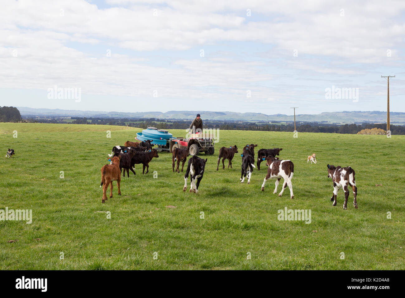 Friesian-Jersey cross calves (Bos taurus) running towards farmer towing a mobile milk feeding machine into the field, Ashley Clinton, Hawkes Bay, New Zealand, September 2011. Model released. Stock Photo