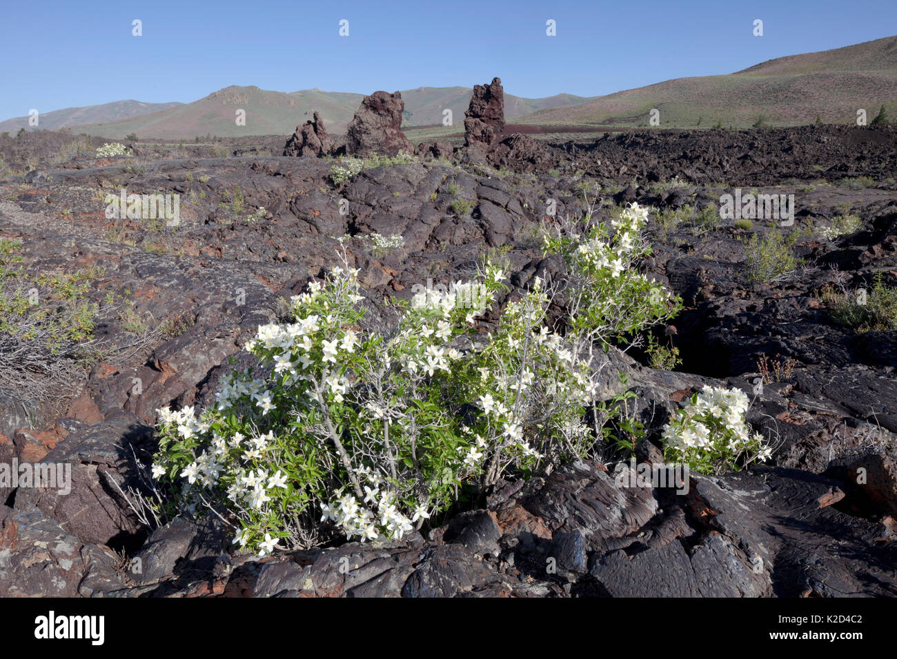 Syringa (Philadelphus lewisii) blooming along the North Crater Flow Trail with cinder cone fragments in the background, Craters Of The Moon National Monument and Preserve, Idaho, USA, June. Stock Photo