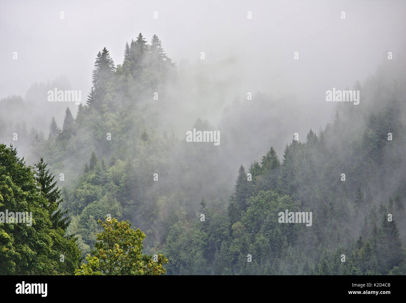 Misty wooded valley in the Austrian Alps with half visible peak in the distance Stock Photo