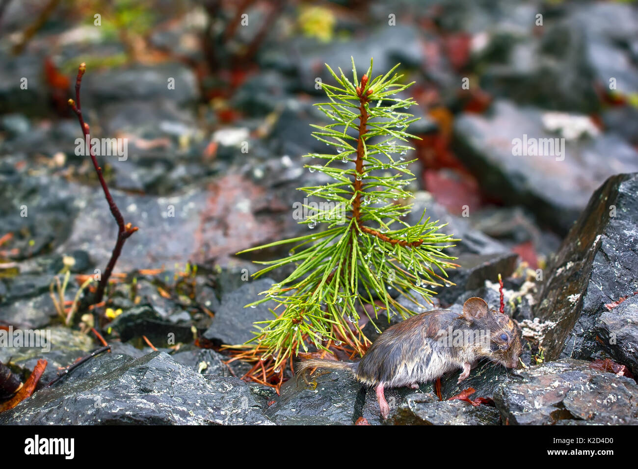Rufocanus Mouse drowned in spring floods, dead mouse. Gray-sided vole ...