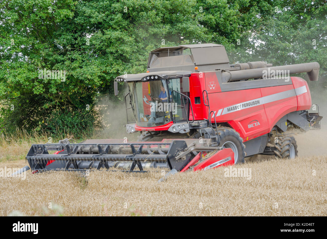 A Massey Ferguson combine harvester harvesting wheat growing in a field. Stock Photo