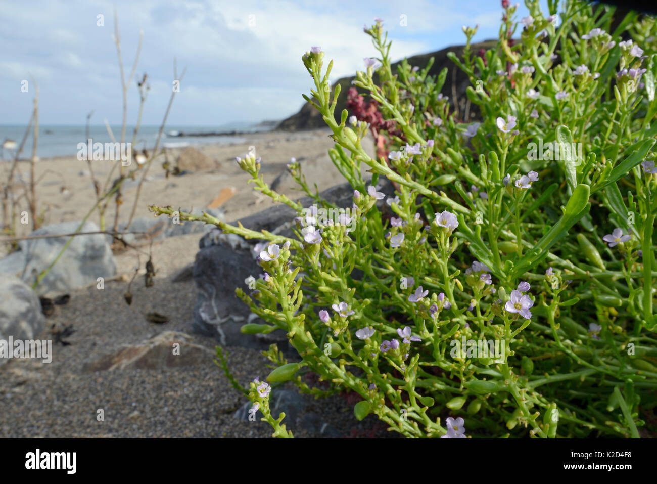 Sea rocket (Cakile maritima) clump flowering high on a sandy beach, near Bude, Cornwall, UK, September. Stock Photo