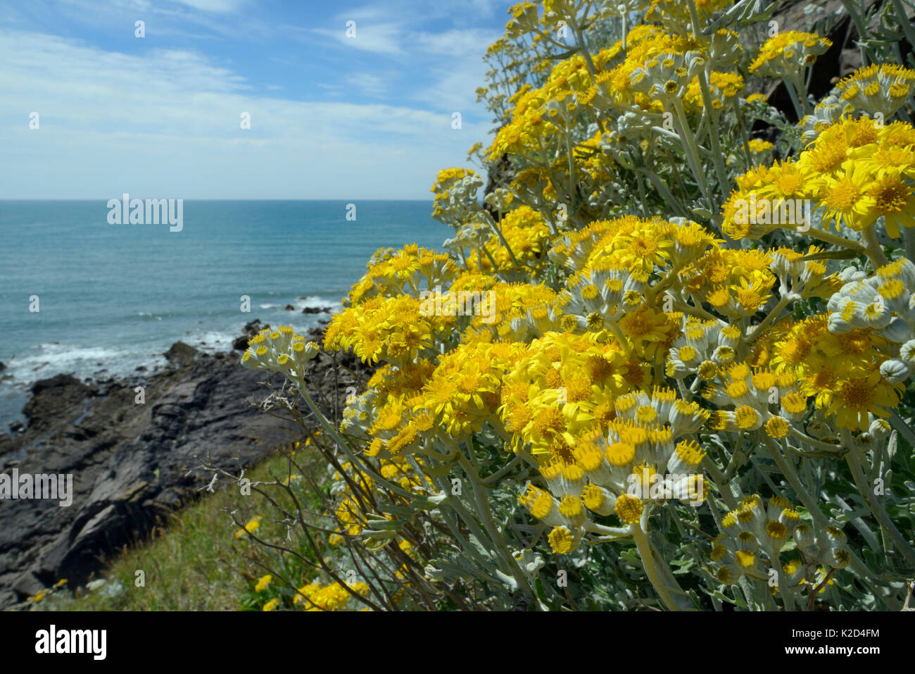 Silver ragwort / Dusty Miller (Jacobaea maritima / Senecio cineraria), a Mediterranean species becoming naturalised on UK coasts, flowering on a cliff face, Widemouth Bay, Cornwall, UK, June. Stock Photo