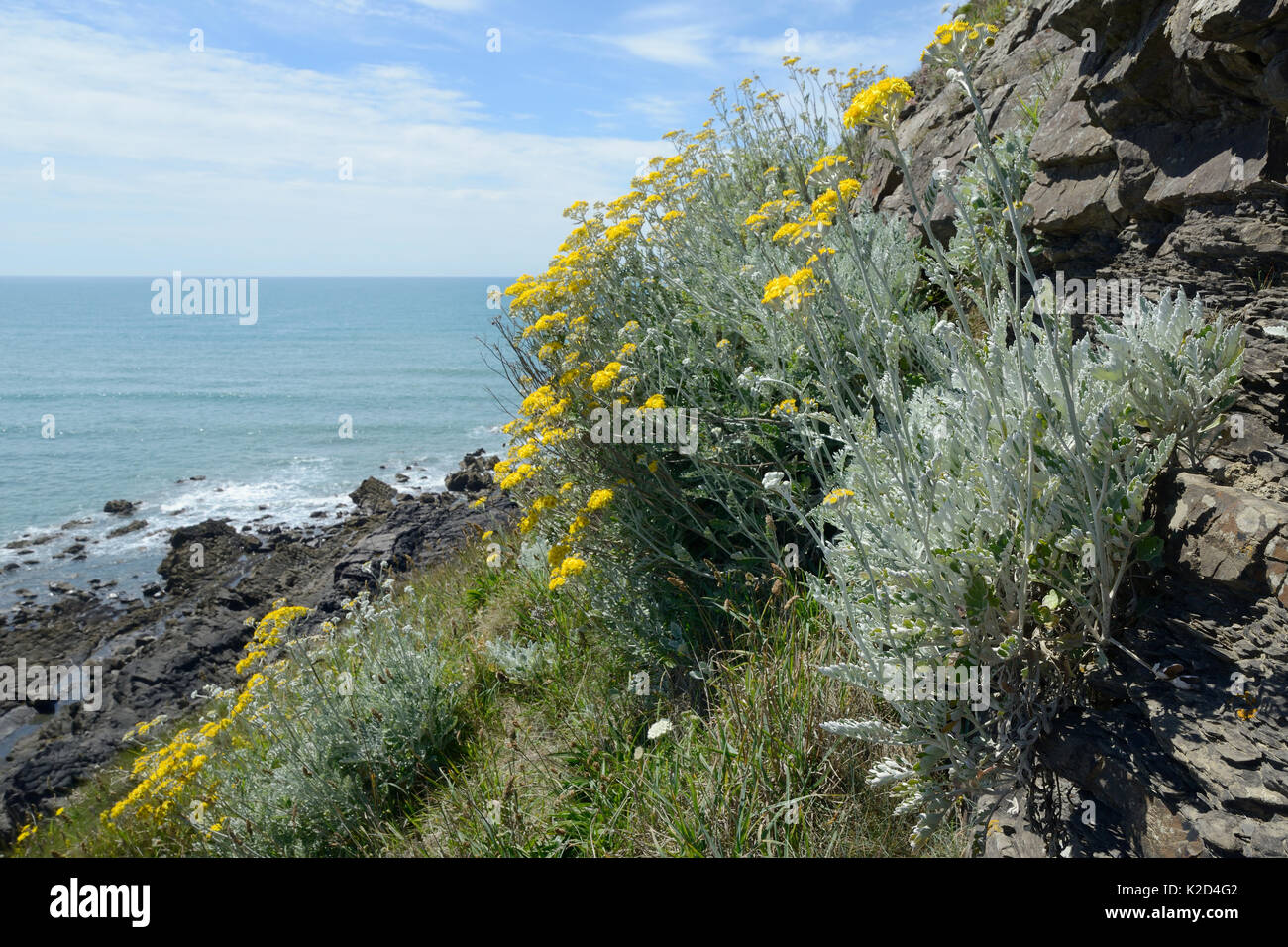 Silver ragwort / Dusty Miller (Jacobaea maritima / Senecio cineraria), a Mediterranean species becoming naturalised on UK coasts, flowering on a cliff face, Widemouth Bay, Cornwall, UK, June. Stock Photo