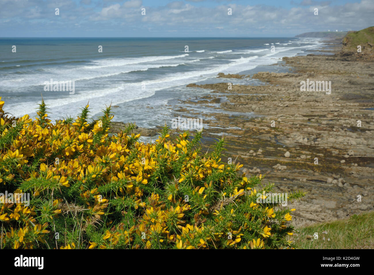 Western Gorse (Ulex gallii) bushes flowering on a coastal cliff edge above a rocky shore, Widemouth Bay, Cornwall, UK, September. Stock Photo