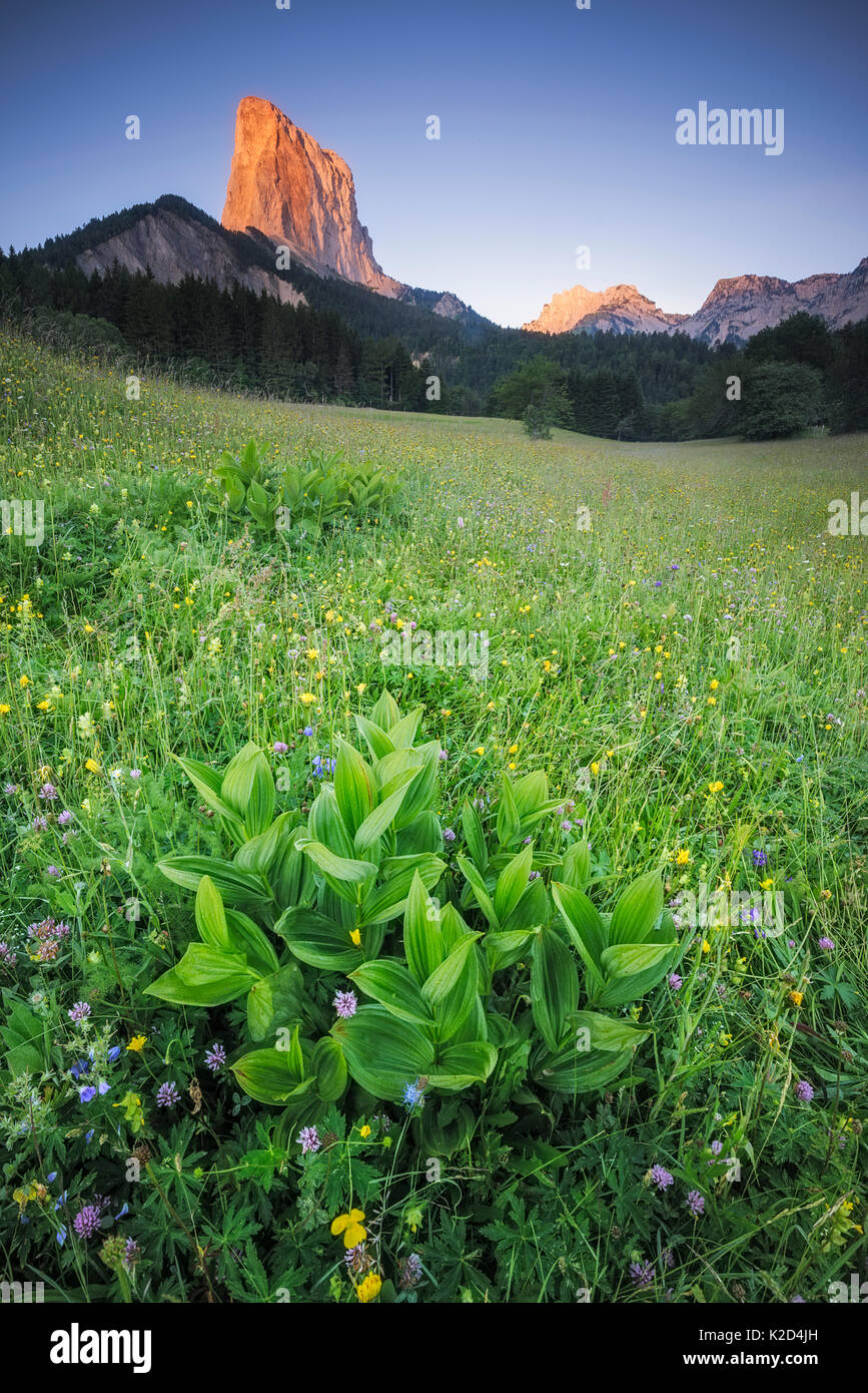 View of Le Mont Aiguille at sunrise with wildflower meadow in the foreground, Vercors Regional Natural Park, Vercors, France, June 2014. Stock Photo