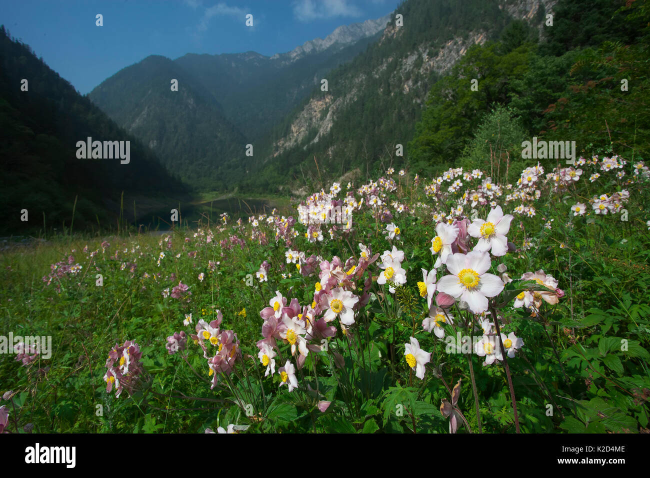 Grapeleaf anemone (Anemone vitifolia) Jiuzhaigou National Nature Reserve, Sichuan Province, China,. August. Stock Photo