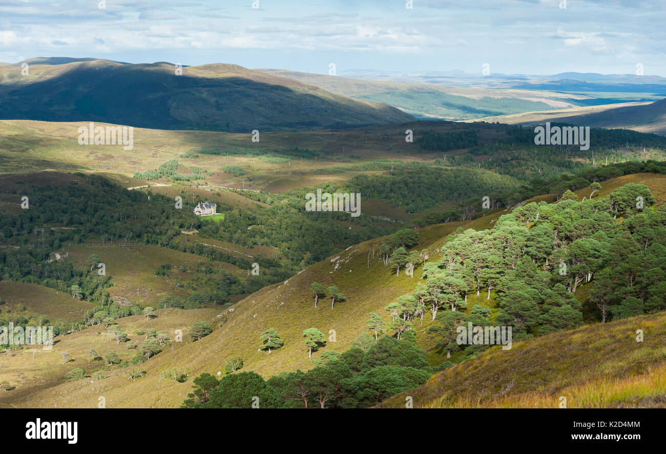 Scots pine (Pinus sylvestris) planted to regenerate local forest, Glen More, Alladale, Sutherland, Scotland, September. Stock Photo