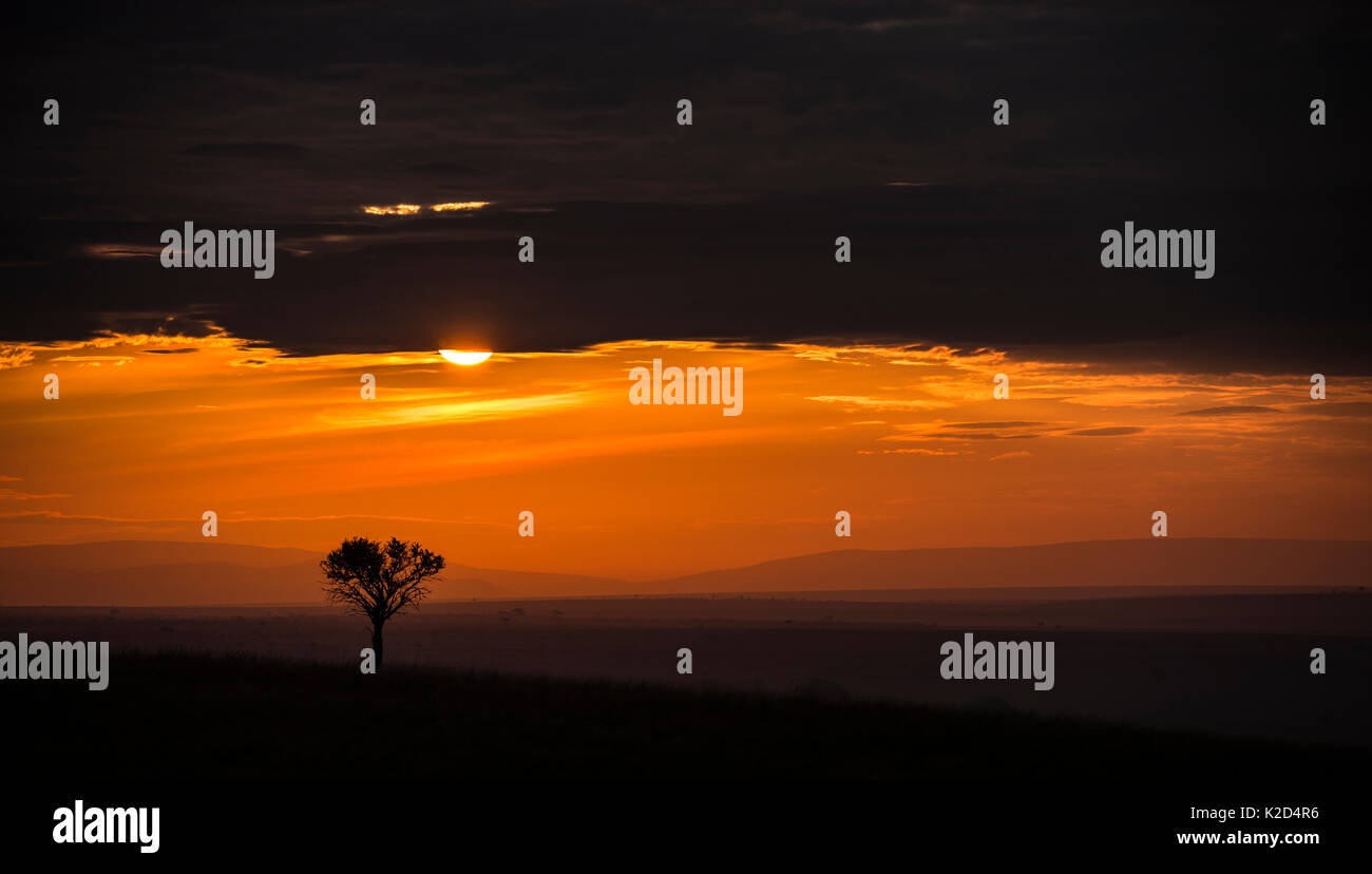 Sunrise over the open plains of East Africa. Masai Mara Kenya. August 2014. Stock Photo