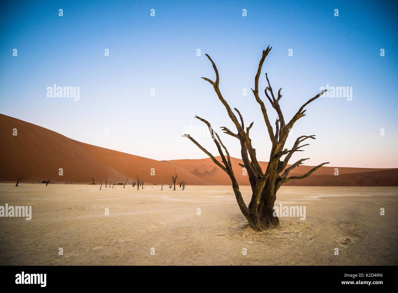 Ancient dead Camelthorn trees (Vachellia erioloba) with sand dunes, Namib desert, Deadvlei, Sossusvlei, Namibia. Stock Photo