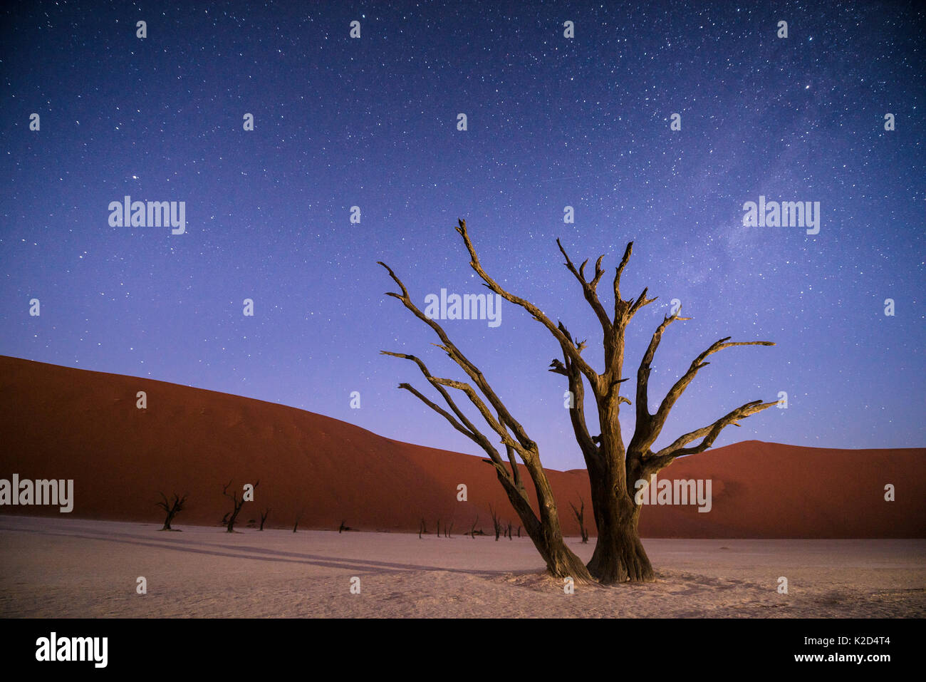 Ancient dead Camelthorn trees (Vachellia erioloba) at night with red dunes behind. Namib desert, Sossusvlei, Namibia. Composite. Stock Photo