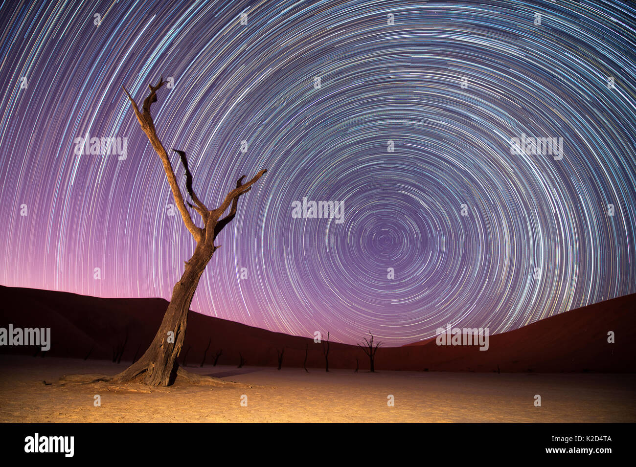 Ancient dead Camelthorn trees (Vachellia erioloba) with red dunes, and star trails, Namib desert, Sossusvlei, Namibia. Composite. Stock Photo