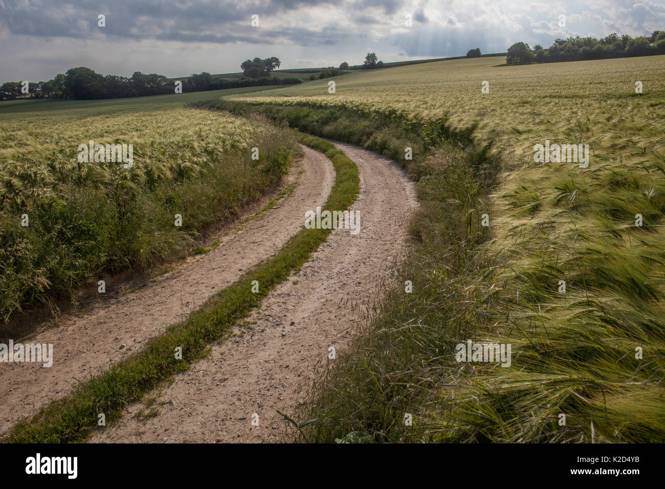 Barley (Hordeum vulgare) along country track Hesdin, France, June 2015. Stock Photo
