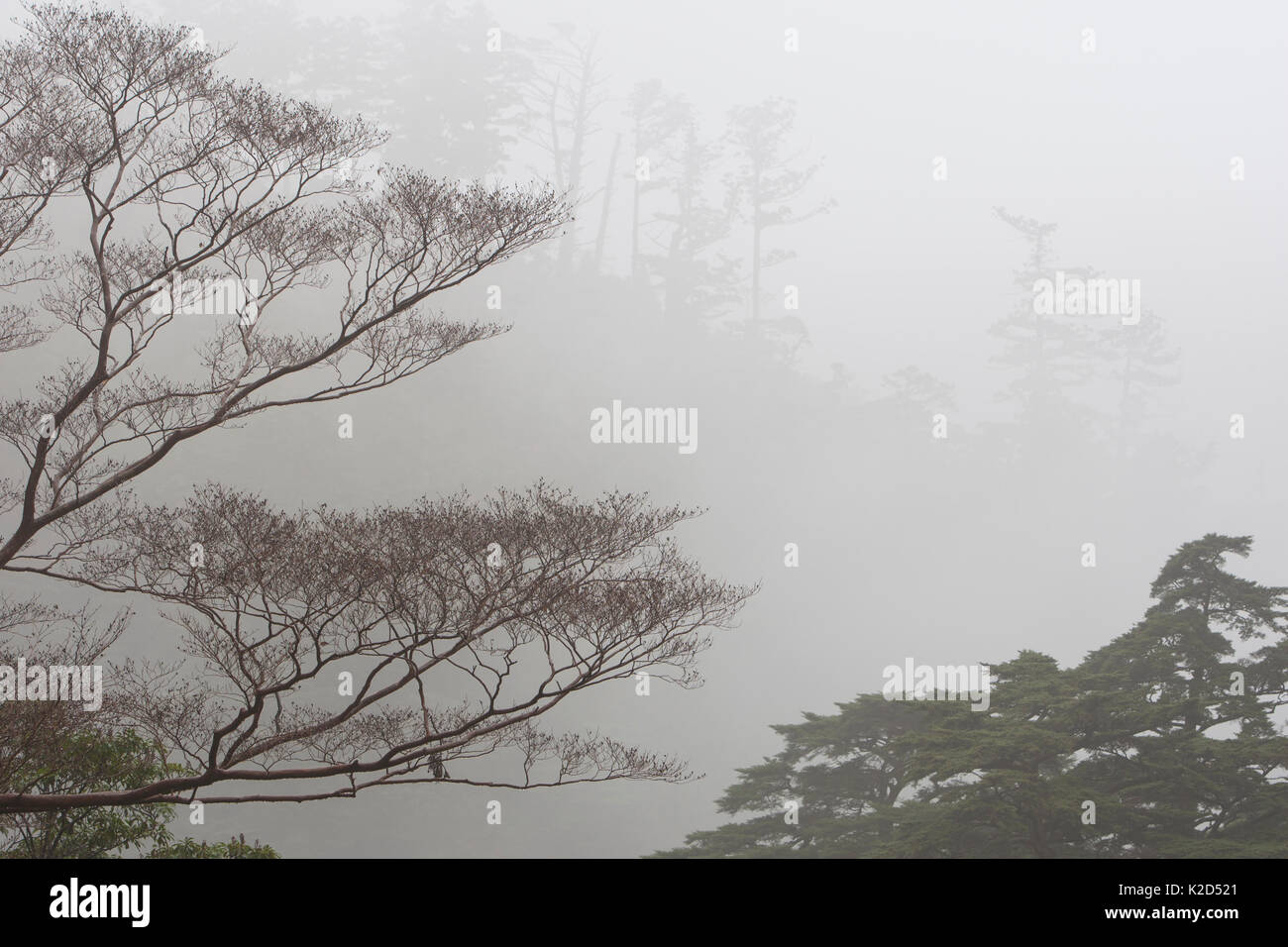 Trees in mist, Yakushima Island, Japan, November 2008. Stock Photo