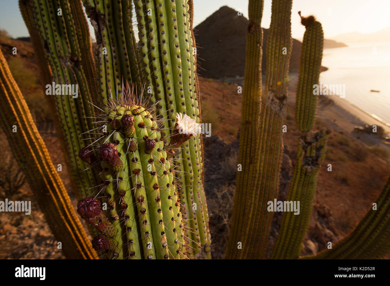 Organpipe cactus (Stenocereus thurberi) in flower, Sea of Cortez in the background, Baja California, Mexico, May. Stock Photo