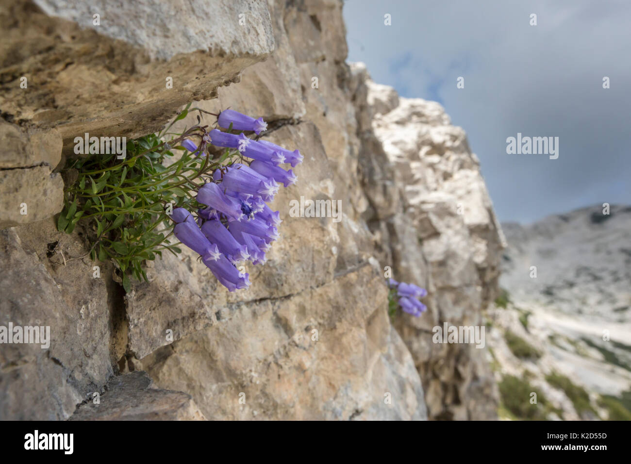 Zois' bellflower (Campanula zoysii) growing in a crevice on a limestone cliff face. Triglav National Park, Julian Alps,  Slovenia. July. Stock Photo