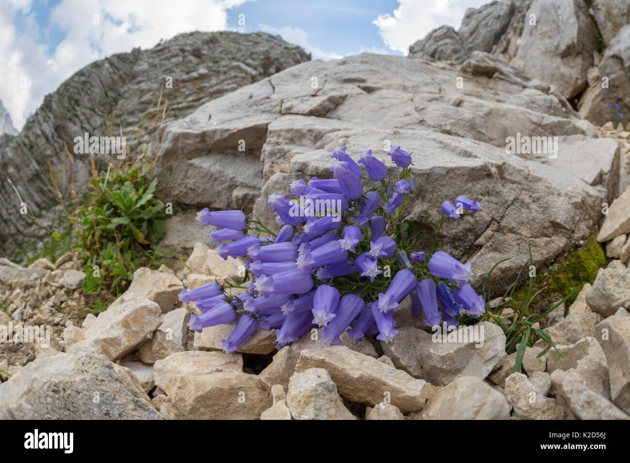 Zois' bellflower (Campanula zoysii) growing on limestone scree. Triglav National Park,  Julian Alps, Slovenia. July. Stock Photo