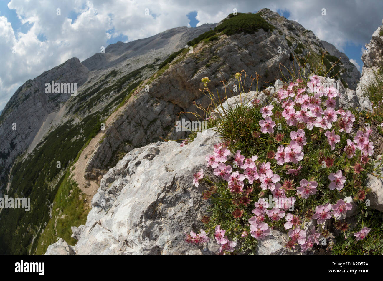 Pink cinquefoil (Potentilla nitida) growing on mountianside. Triglav National Park, Julain Alps, Slovenia. July 2015. Stock Photo