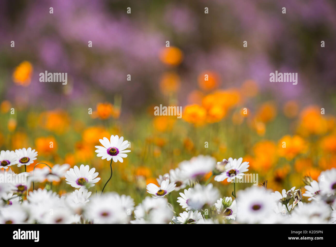 Spring flowers hi-res stock photography and images - Alamy