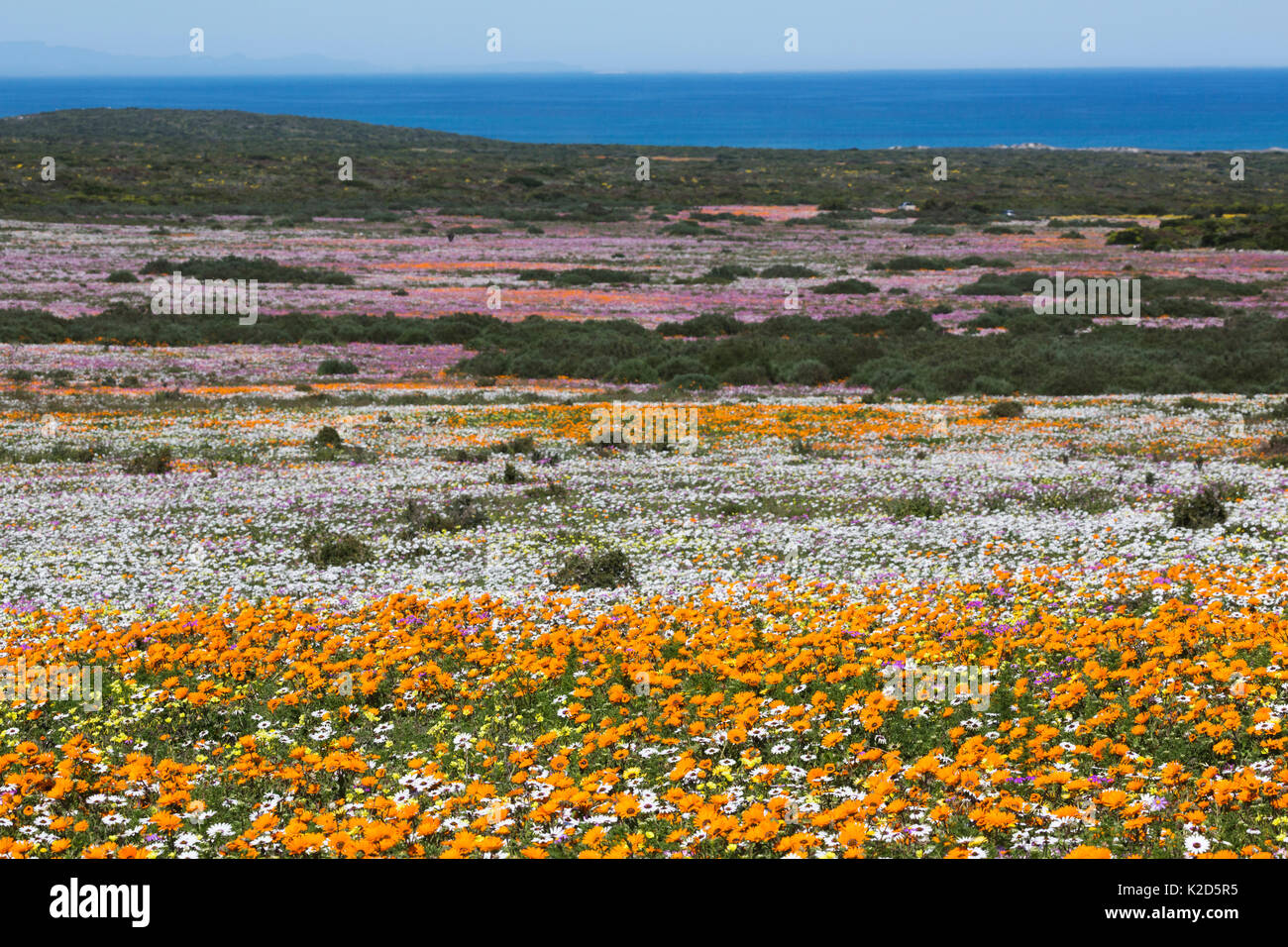 Spring wild flowers, Postberg section, West Coast National Park, Western Cape, South Africa, September 2015 Stock Photo