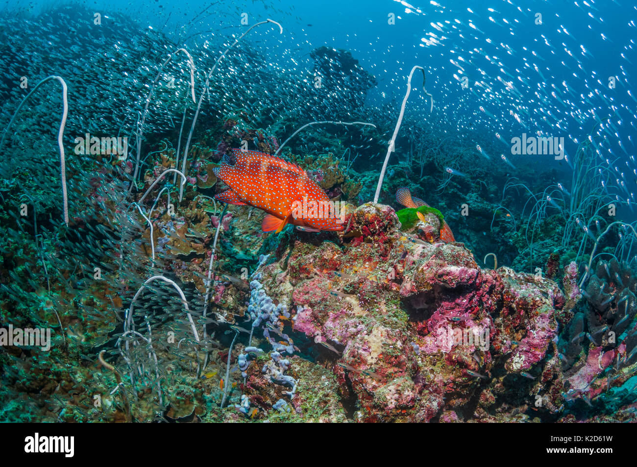 Coral reef with a Coral hind (Cephalophus miniata), Delicate sea whips (Jungceellia fragilis) and a large number of Pygmy sweepers (Parapriacanthus ransonetti) Similan Islands, Andaman Sea, Thailand. Stock Photo