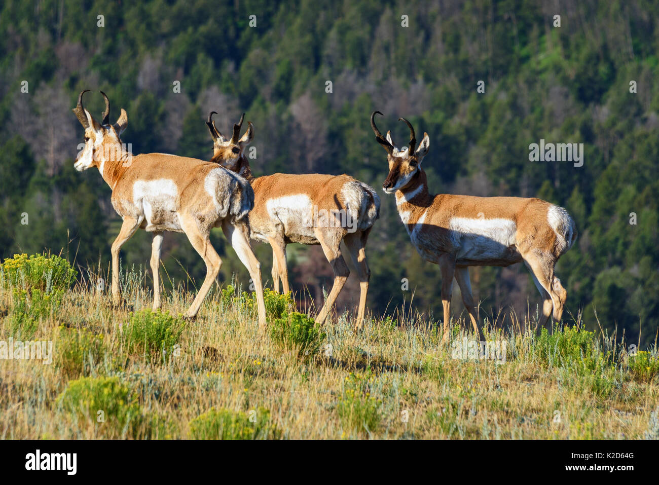 North American Pronghorn antelope in nature. Yellowstone National Park