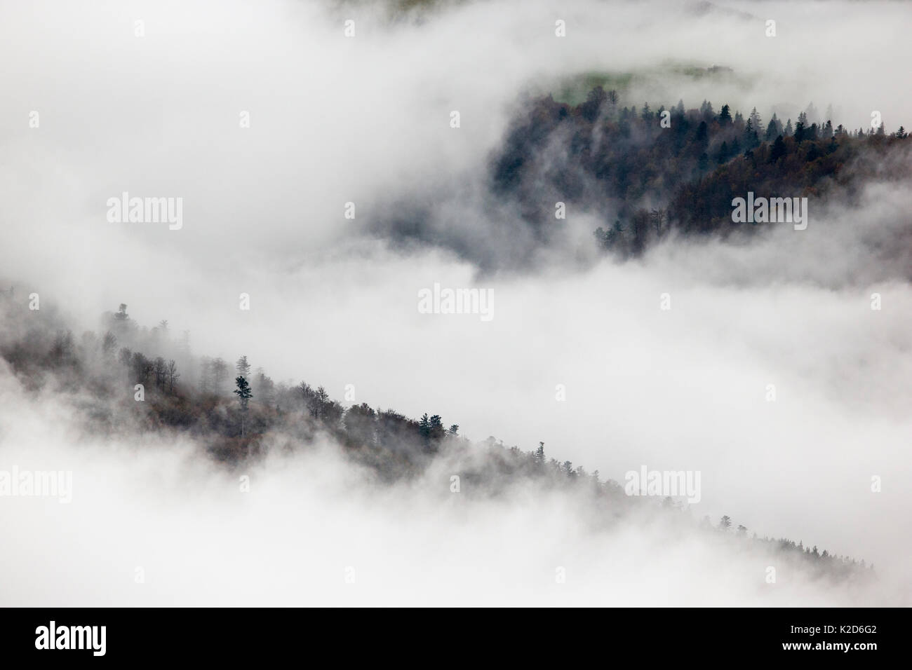 Pine trees in mist,  Ballons des Vosges Regional Natural Park, Vosges Mountains, France, October 2014. Stock Photo