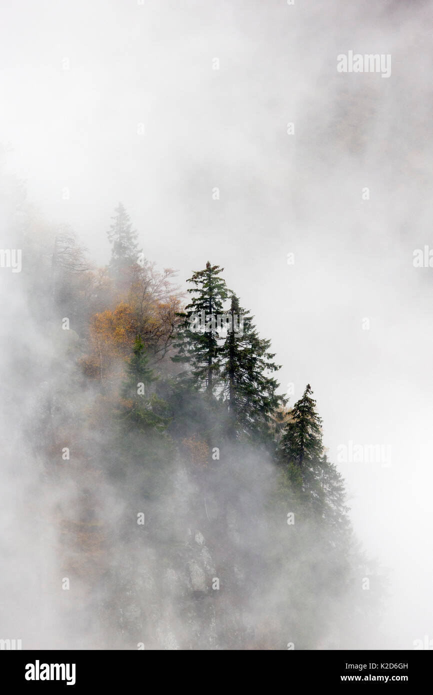 Pine trees in their landscape emerging from the clouds and mist, Ballons des Vosges Regional Natural Park, Vosges, France, October. Stock Photo