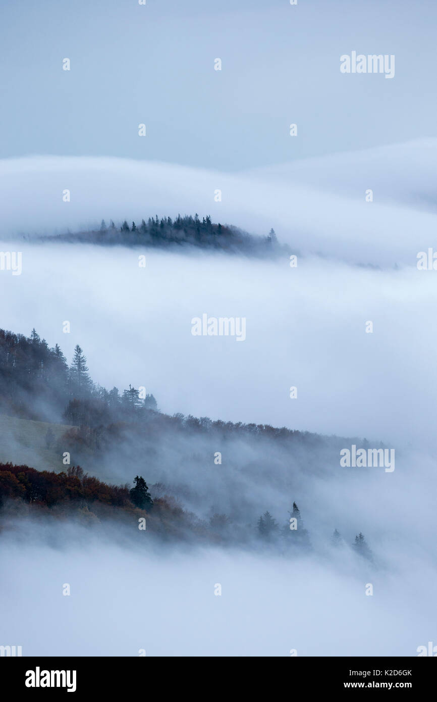 Pine trees in misty landscape, Ballons des Vosges Regional Natural Park, Vosges Mountains, France, October 2014. Stock Photo