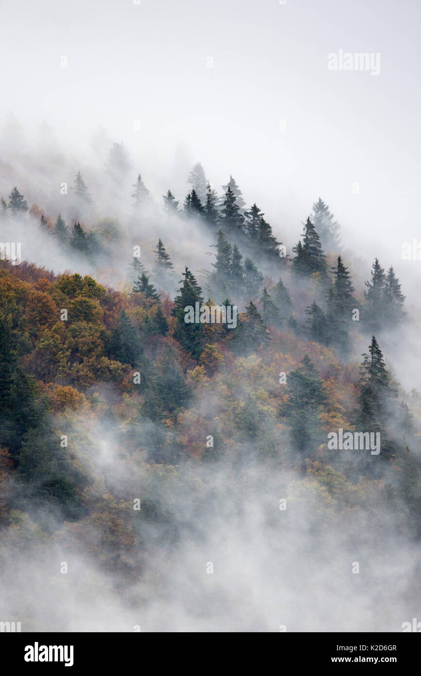 Pine trees in misty landscape, Ballons des Vosges Regional Natural Park, Vosges Mountains, France, October 2014. Stock Photo