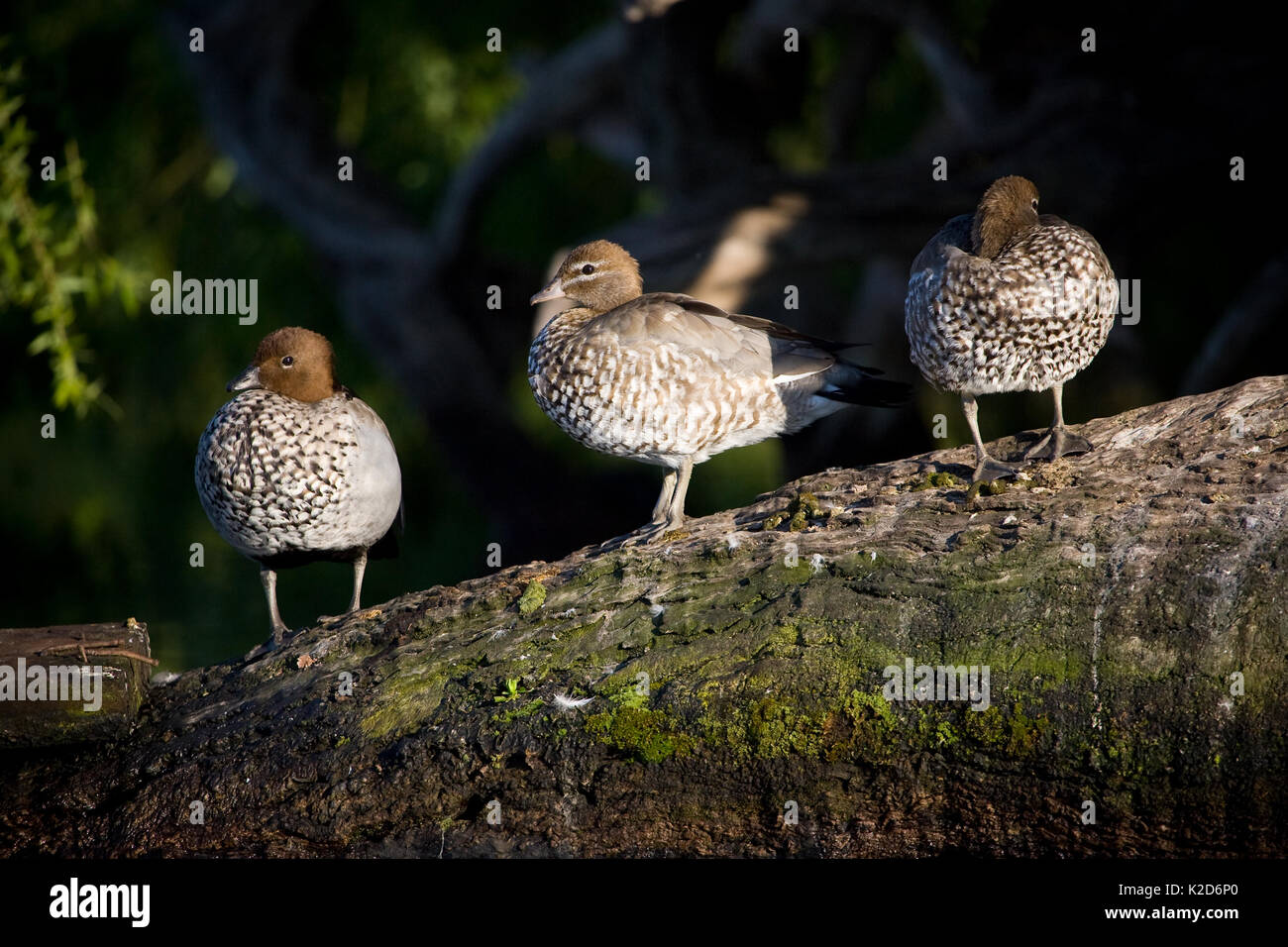 Resting in the early morning sun, these Australian Wood Ducks, are typically seen around river margins and on river banks, often frequenting parks and Stock Photo