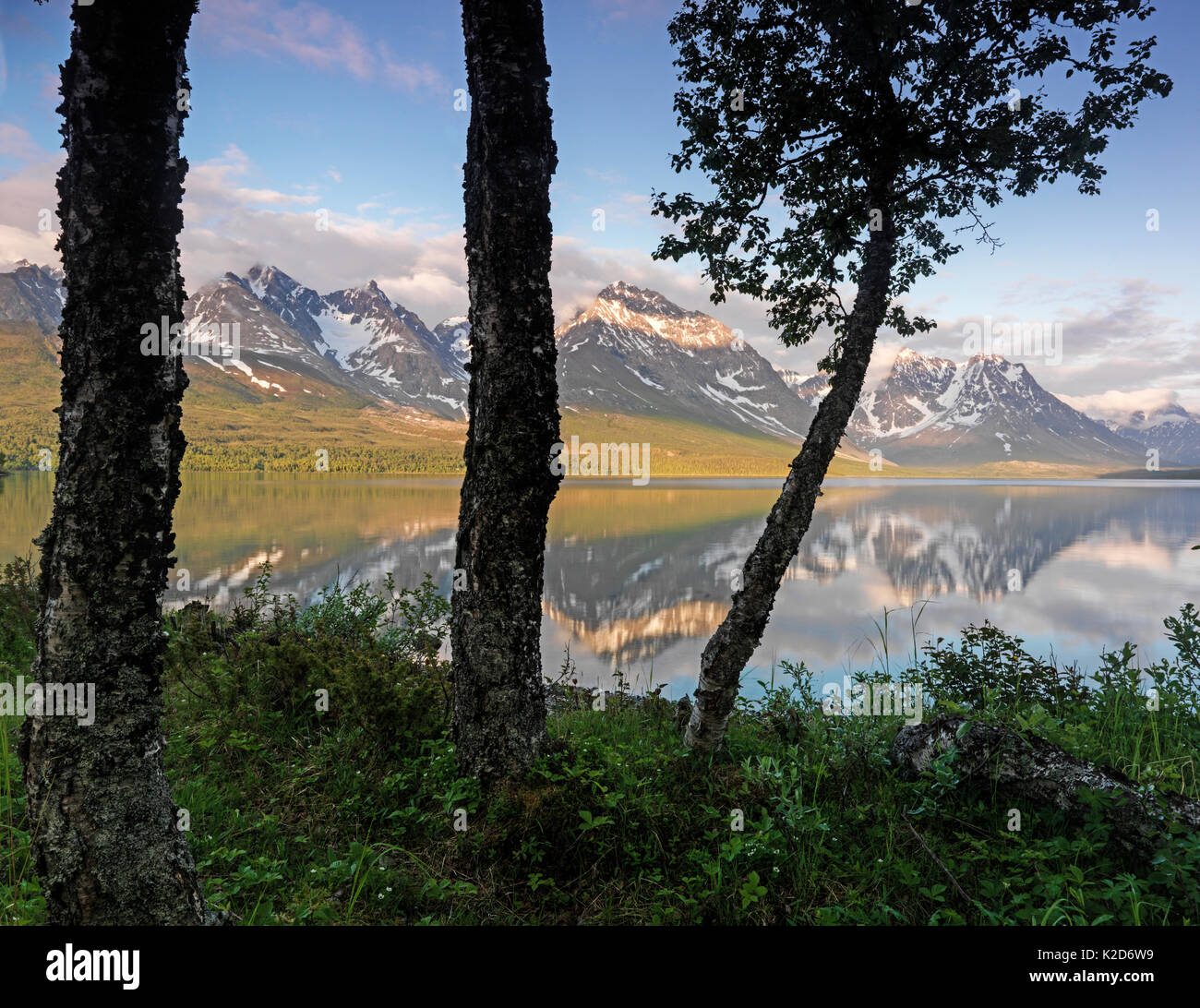 Mountains reflected in Jaegervatnet Lake seen from between trees,  Troms, Northern Norway, June 2013. Stock Photo