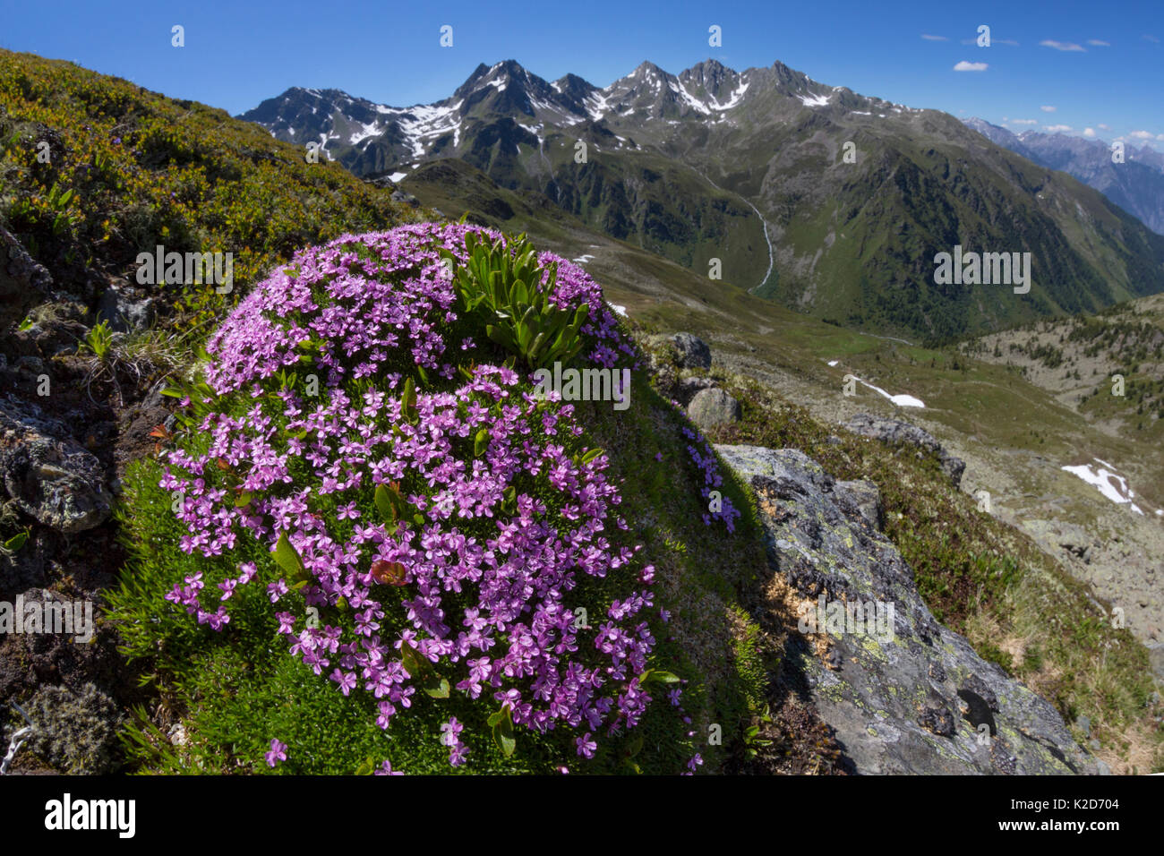 Moss Campion (Silene acaulis) photographed with a fisheye lens to show mountain environment. Nordtirol, Austrian Alps, June. Stock Photo