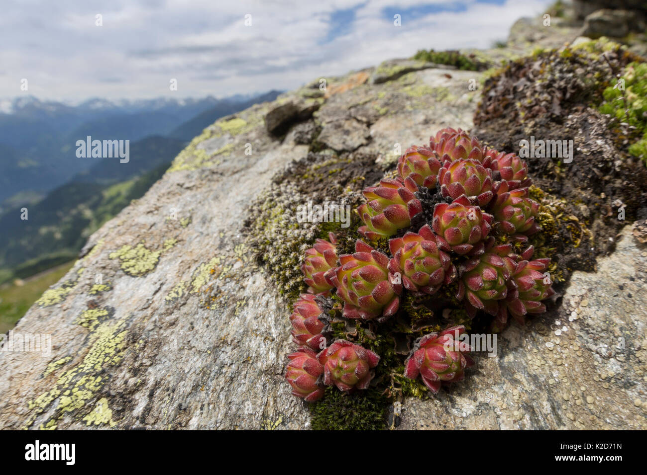 Mountain Houseleek (Sempervivum montanum) growing amongst rocks on scree slope. Nordtirol, Austrian Alps, June. Stock Photo