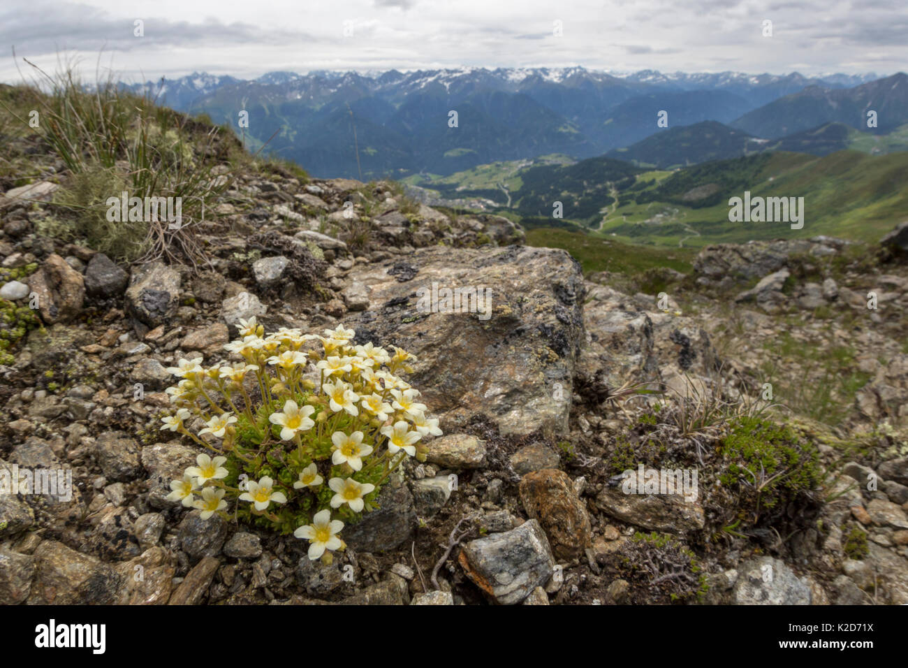 Mossy Saxifrage (Saxifraga bryoides) growing on mountainside at 2500 metres. Nordtirol, Austrian Alps. June. Stock Photo
