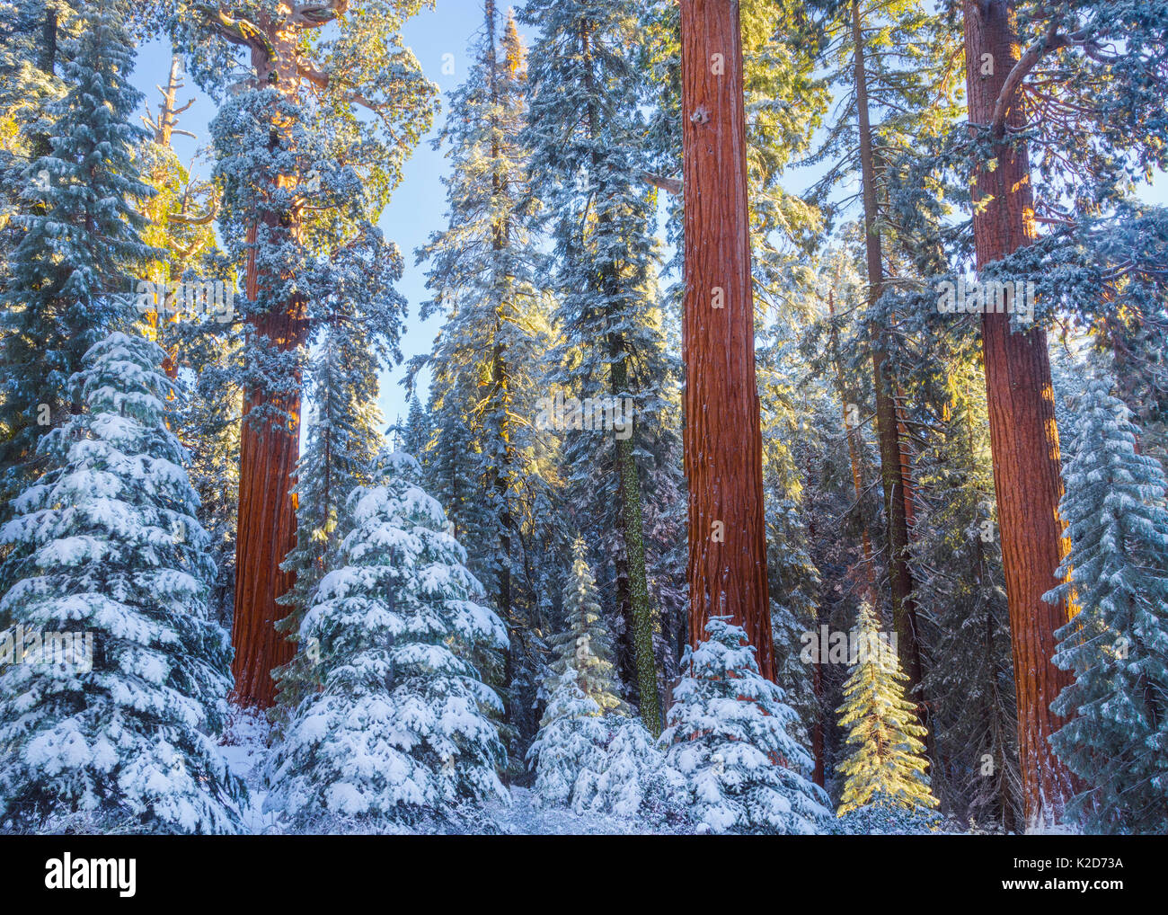 First rays of golden sunshine hit Giant Sequoias (Sequoiadendron giganteum) covered in a winter blanket of snow and frost, Grant Grove, Sequoia / Kings Canyon National Park, California, USA November Stock Photo