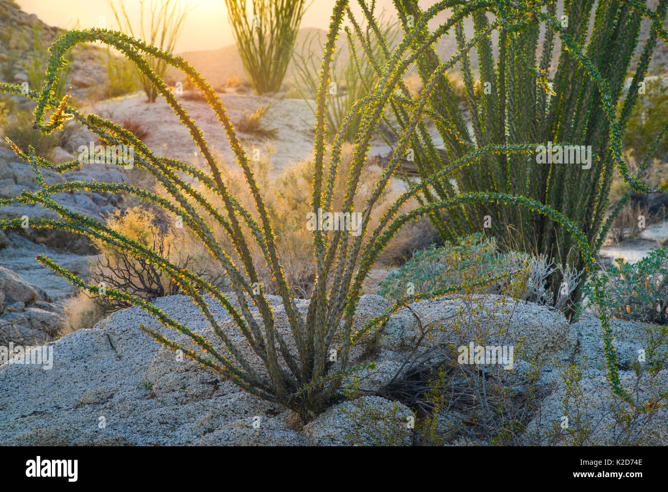 Ocotillo (Fouquieria splendens) in morning sun, Anza-Borrego State Park, California, USA February Stock Photo