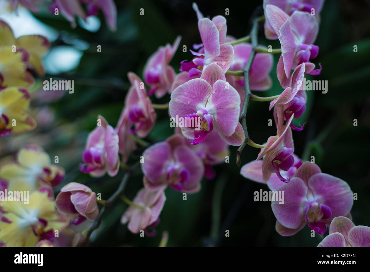 Orchids in Kew Royal Botanic Gardens in London, United Kingdom Stock Photo
