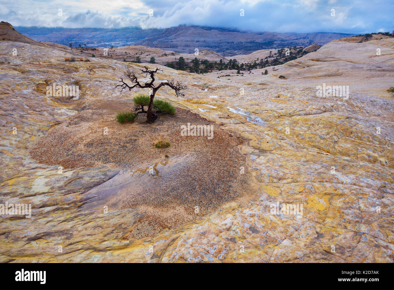 A lonely tree clings to life in the vast sandstone desert of Utah's Escalante National Monument, USA October Stock Photo