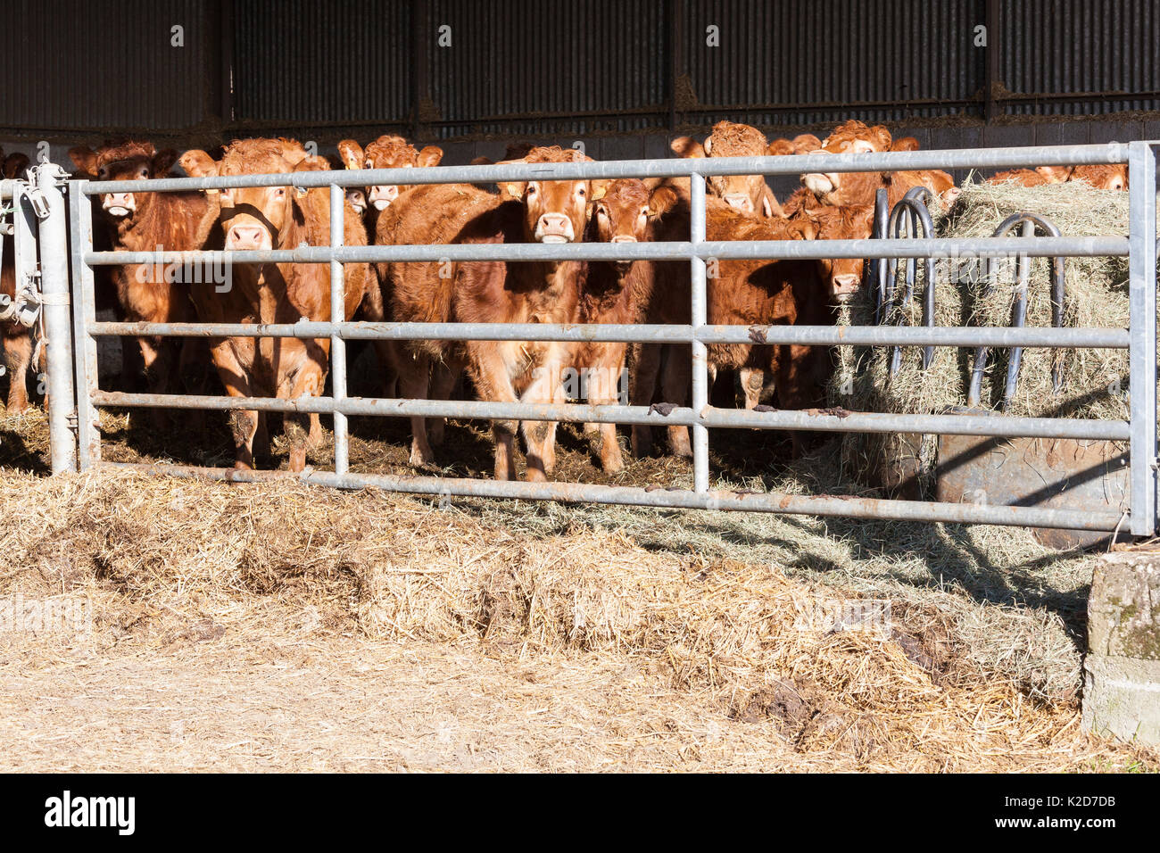 Herd of young Limousin beef bullocks or steers  with two cows in an open barn at the end of winter perring longingly through the metal bars as they wa Stock Photo