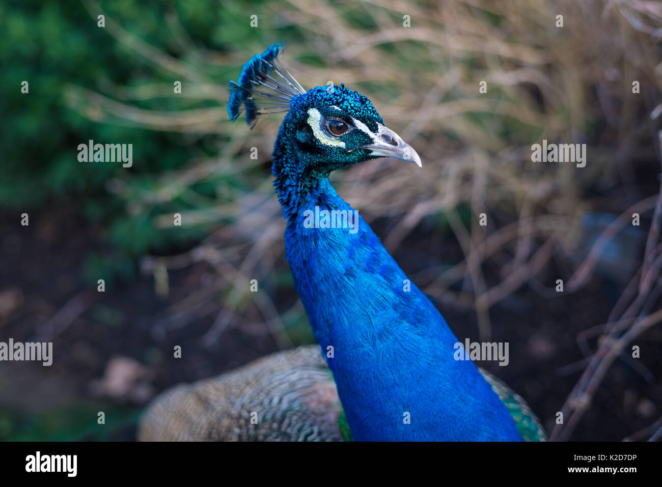 Indian peafowl (peacock, pavo cristatus) photographed in London, United Kingdom Stock Photo