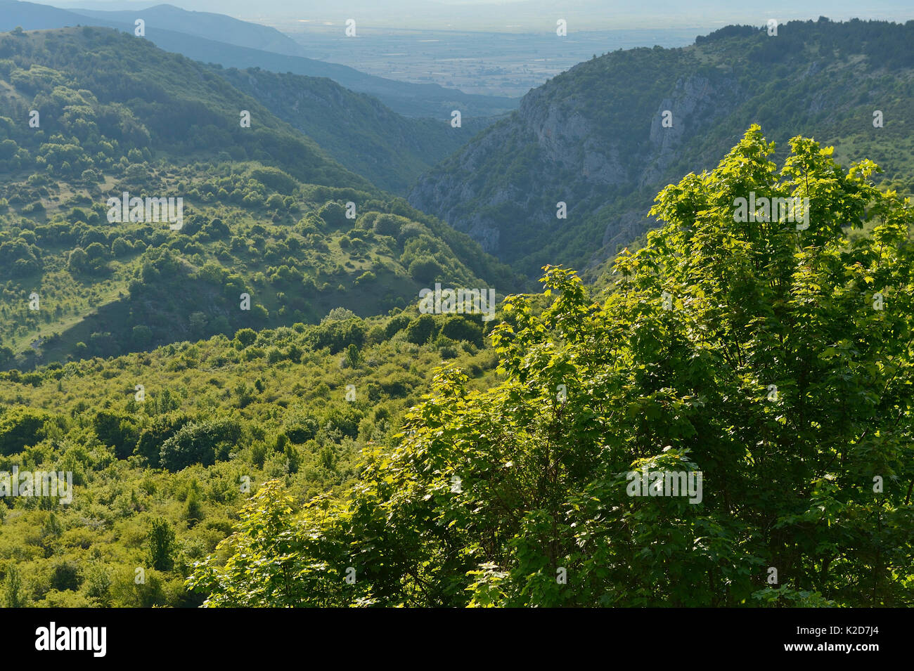Abandoned grazing land, now part of Central Apennines Rewilding Area, Lazio e Molise National Park, Abruzzo, Italy, June 2014. Stock Photo