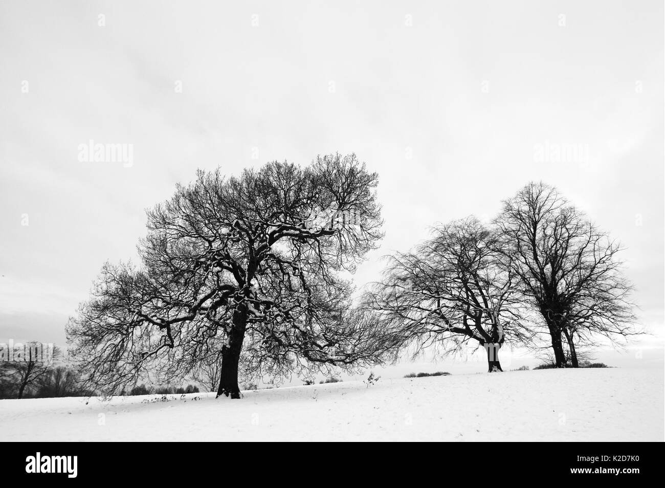 English oak tree (Quercus robur) and Beech trees (fagus sylvatica) in winter landscape, Hampstead Heath, London, England, UK. January. Stock Photo