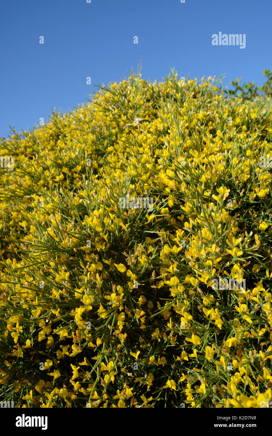 Clump of low growing Broom (Genista acanthoclada) with spiny leaves among garrigue / phrygana scrubland, Lasithi, Crete, Greece, May 2013. Stock Photo