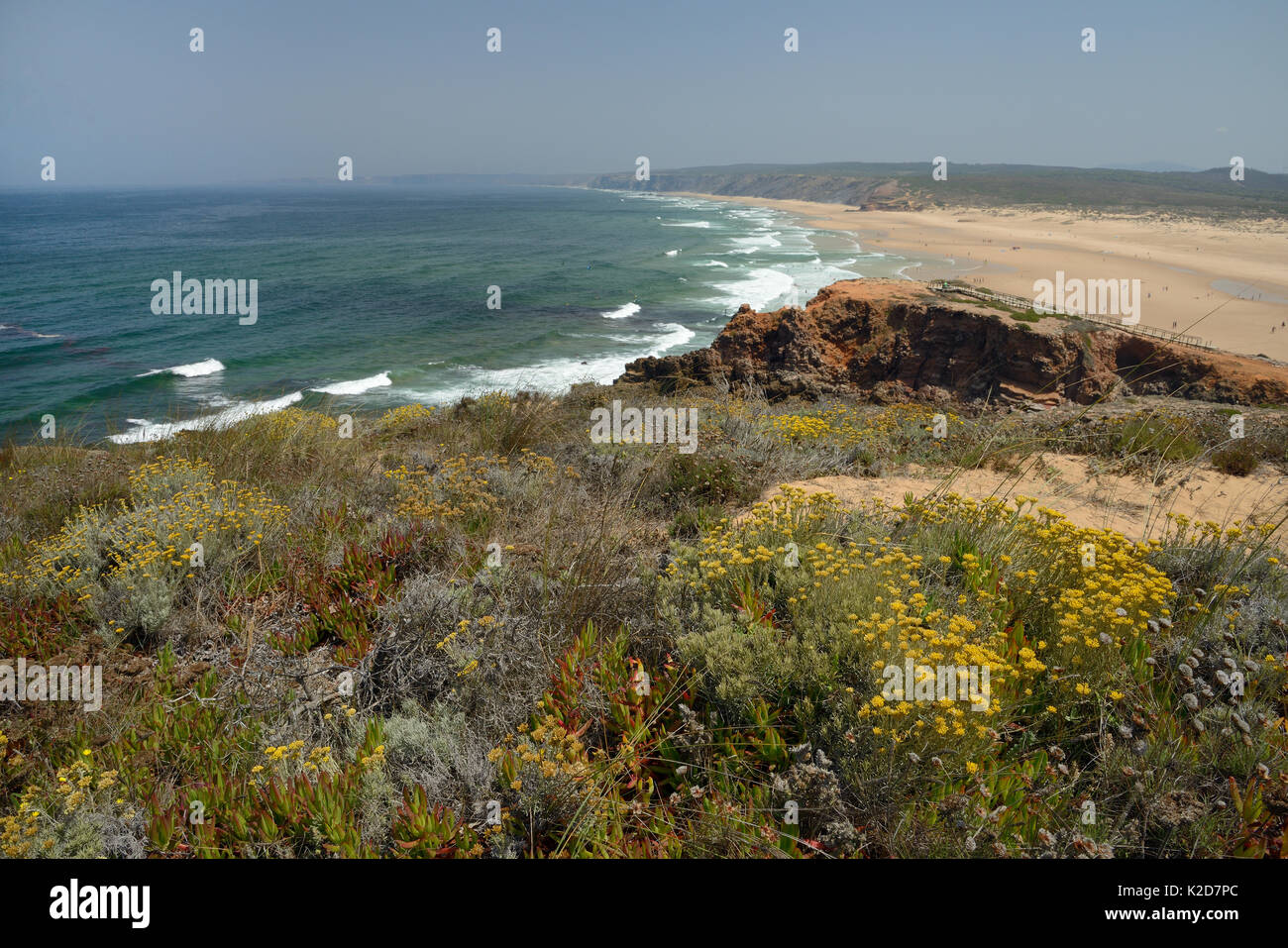 Landscape of Praia do Bordeira beach with Curry plant (Helichrysum italicum picardii) clumps flowering in the foreground, Southeastern Alentejo and Costa Vicentina National Park, Algarve, Portugal, August 2013. Stock Photo